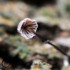 Marasmius sp. at Kianga, NSW - 1 Jun 2019 12:00 AM