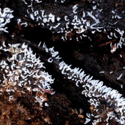 Ceratiomyxa fruticulosa (Coral Slime) at Box Cutting Rainforest Walk - 31 May 2019 by Teresa