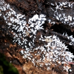 Ceratiomyxa fruticulosa at Box Cutting Rainforest Walk - 1 Jun 2019