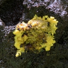 Myxomycete-plasmodium(class) (A slime mould) at Box Cutting Rainforest Walk - 31 May 2019 by Teresa