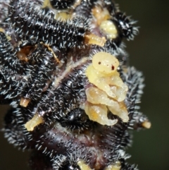 Perga dorsalis at Acton, ACT - 30 May 2019 01:24 PM