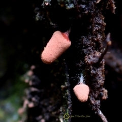 Arcyria sp. (genus) (A slime mould) at Box Cutting Rainforest Walk - 31 May 2019 by Teresa