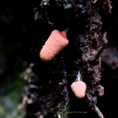 Arcyria sp. (genus) (A slime mould) at Bodalla State Forest - 31 May 2019 by Teresa