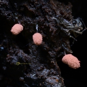 Arcyria sp. (genus) at Kianga, NSW - 1 Jun 2019 12:00 AM