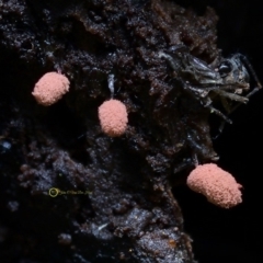 Arcyria sp. (genus) at Kianga, NSW - 1 Jun 2019