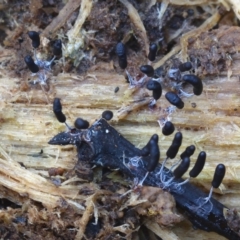 Myxomycete-plasmodium(class) (A slime mould) at Box Cutting Rainforest Walk - 31 May 2019 by Teresa