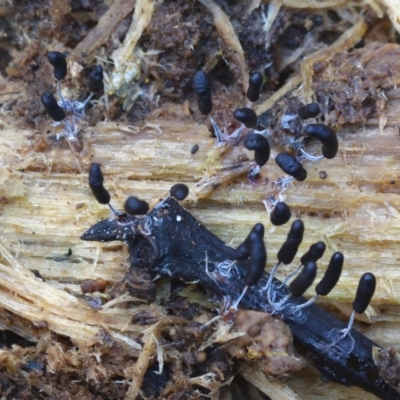 Myxomycete-plasmodium(class) (A slime mould) at Kianga, NSW - 31 May 2019 by Teresa