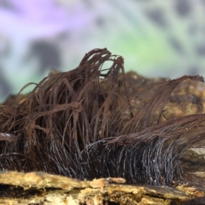 Stemonitis fusca at Kianga, NSW - 1 Jun 2019