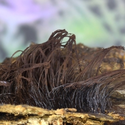 Stemonitis fusca at Box Cutting Rainforest Walk - 31 May 2019 by Teresa