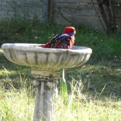 Platycercus elegans (Crimson Rosella) at Hughes, ACT - 2 Jun 2019 by TomT