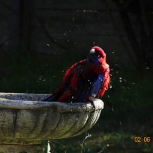 Platycercus elegans at Hughes, ACT - 2 Jun 2019