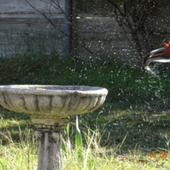 Platycercus elegans at Hughes, ACT - 2 Jun 2019 12:50 PM