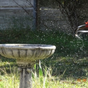 Platycercus elegans at Hughes, ACT - 2 Jun 2019