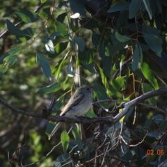 Pachycephala pectoralis (Golden Whistler) at Red Hill to Yarralumla Creek - 2 Jun 2019 by TomT