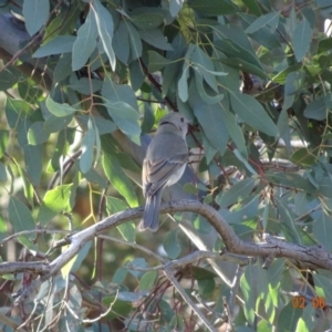 Pachycephala pectoralis at Hughes, ACT - 2 Jun 2019