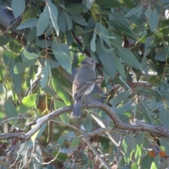 Pachycephala pectoralis at Hughes, ACT - 2 Jun 2019