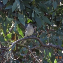 Pachycephala pectoralis at Hughes, ACT - 2 Jun 2019