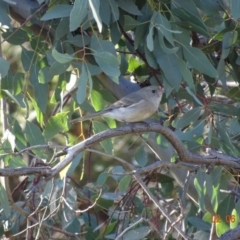 Pachycephala pectoralis at Hughes, ACT - 2 Jun 2019