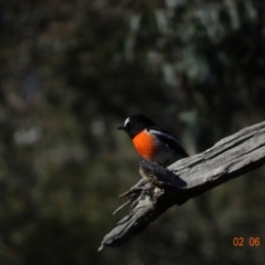 Petroica boodang (Scarlet Robin) at Red Hill Nature Reserve - 2 Jun 2019 by TomT