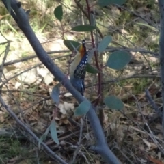 Pardalotus punctatus (Spotted Pardalote) at Red Hill Nature Reserve - 2 Jun 2019 by TomT