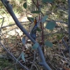 Pardalotus punctatus (Spotted Pardalote) at Deakin, ACT - 2 Jun 2019 by TomT