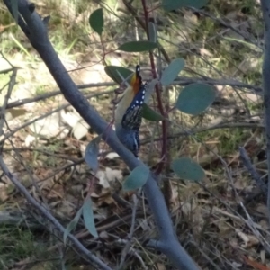 Pardalotus punctatus at Deakin, ACT - 2 Jun 2019