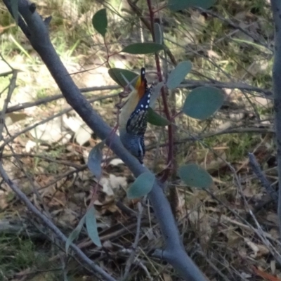 Pardalotus punctatus (Spotted Pardalote) at Red Hill Nature Reserve - 2 Jun 2019 by TomT