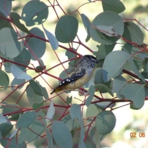 Pardalotus punctatus at Deakin, ACT - 2 Jun 2019