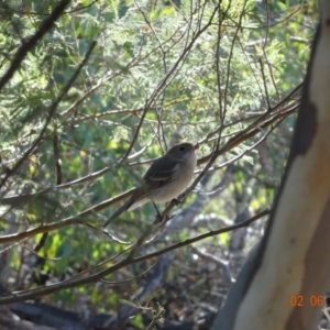 Pachycephala pectoralis at Deakin, ACT - 2 Jun 2019 02:36 PM