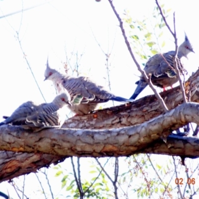 Ocyphaps lophotes (Crested Pigeon) at Deakin, ACT - 2 Jun 2019 by TomT