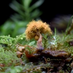 Trichia verrucosa at Kianga, NSW - 31 May 2019 by Teresa