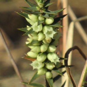 Melichrus urceolatus at Cook, ACT - 2 Jun 2019 03:45 PM