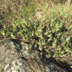 Melichrus urceolatus at Cook, ACT - 2 Jun 2019 03:45 PM