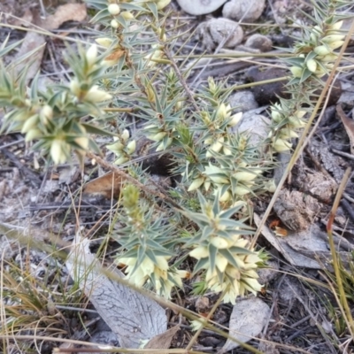 Melichrus urceolatus (Urn Heath) at Wanniassa Hill - 2 Jun 2019 by Mike