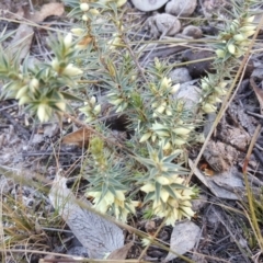 Melichrus urceolatus (Urn Heath) at Wanniassa Hill - 2 Jun 2019 by Mike