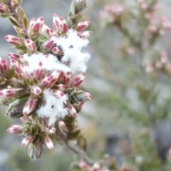 Leucopogon attenuatus (Small-leaved Beard Heath) at Wanniassa Hill - 2 Jun 2019 by Mike