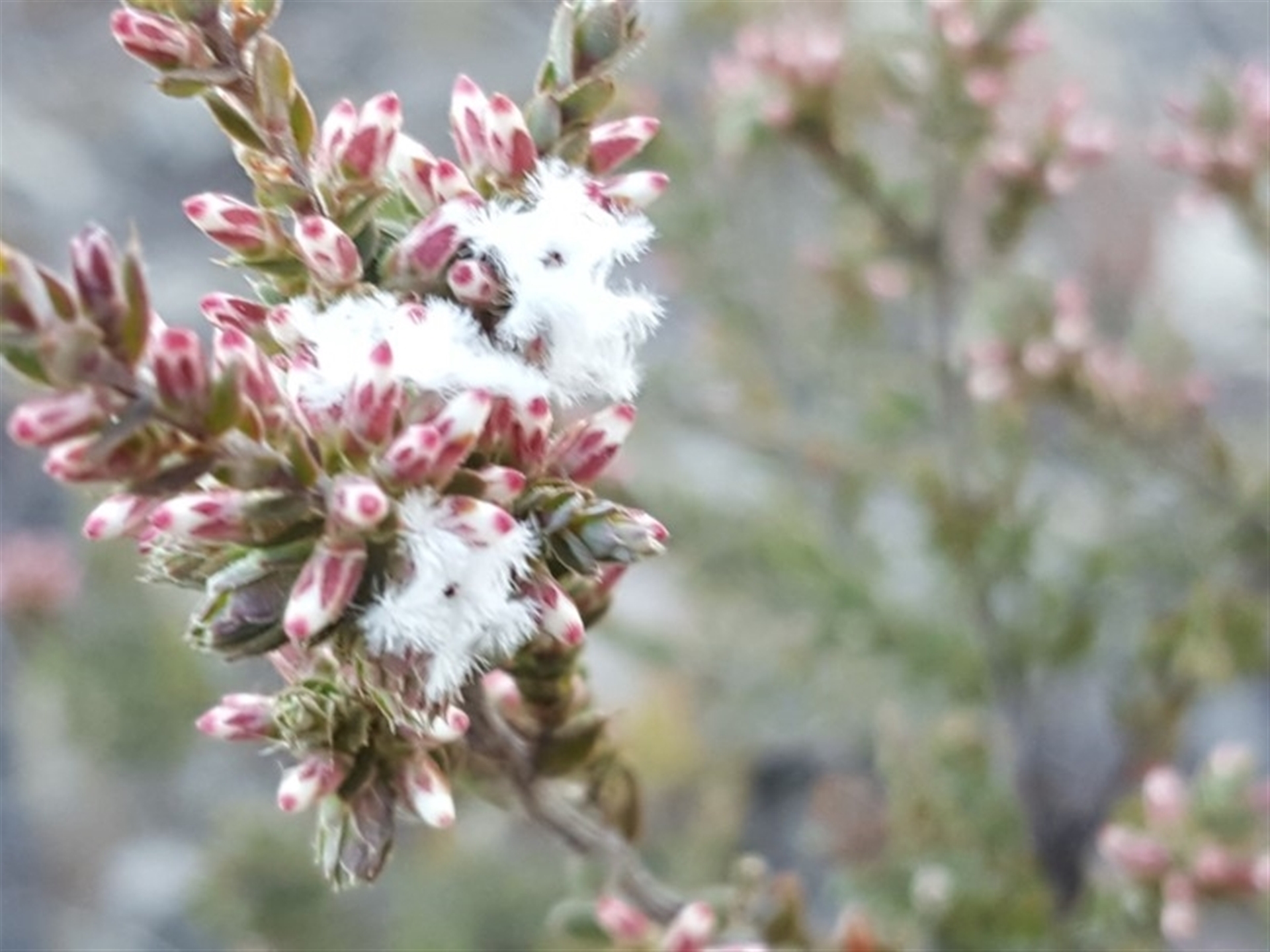 Leucopogon attenuatus at Tuggeranong DC, ACT - Canberra Nature Map