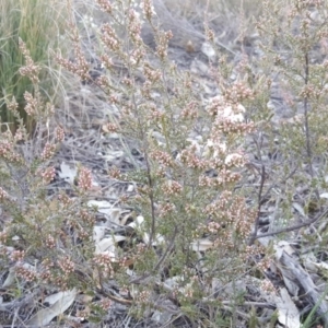 Leucopogon attenuatus at Tuggeranong DC, ACT - Canberra Nature Map