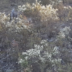 Cryptandra sp. Floriferous (W.R.Barker 4131) W.R.Barker at Wanniassa Hill - 2 Jun 2019 by Mike