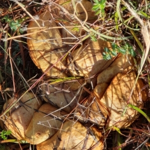 Suillus sp. at Coombs, ACT - 2 Jun 2019