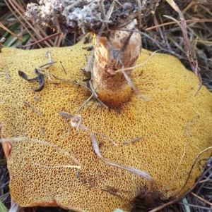 Suillus sp. at Coombs, ACT - 2 Jun 2019 09:30 AM