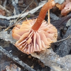 Laccaria sp. (Laccaria) at Denman Prospect, ACT - 1 Jun 2019 by AaronClausen