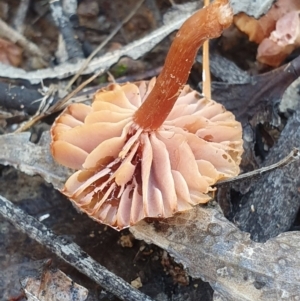 Laccaria sp. at Denman Prospect, ACT - 2 Jun 2019 09:33 AM