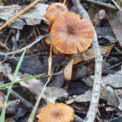 Laccaria sp. at Denman Prospect, ACT - 2 Jun 2019 09:33 AM