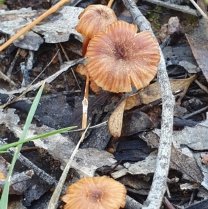 Laccaria sp. at Denman Prospect, ACT - 2 Jun 2019 09:33 AM