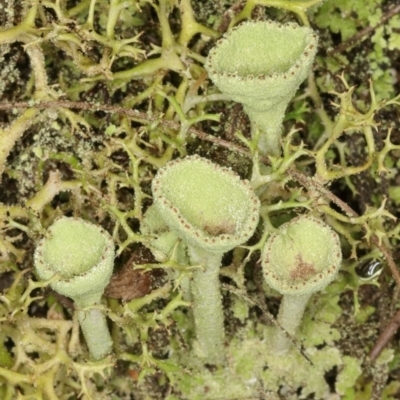 Cladonia sp. (genus) (Cup Lichen) at Tidbinbilla Nature Reserve - 2 Jun 2019 by Marthijn