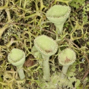 Cladonia sp. (genus) at Paddys River, ACT - 2 Jun 2019