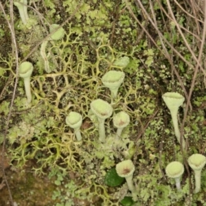 Cladonia sp. (genus) at Paddys River, ACT - 2 Jun 2019
