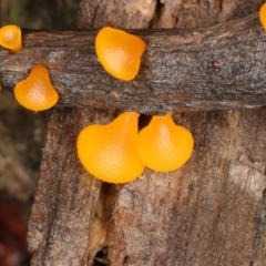 Heterotextus sp. (A yellow saprophytic jelly fungi) at Paddys River, ACT - 2 Jun 2019 by Marthijn