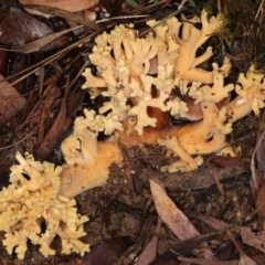 Ramaria capitata var. capitata (Pale cauliflower coral) at Tidbinbilla Nature Reserve - 2 Jun 2019 by Marthijn